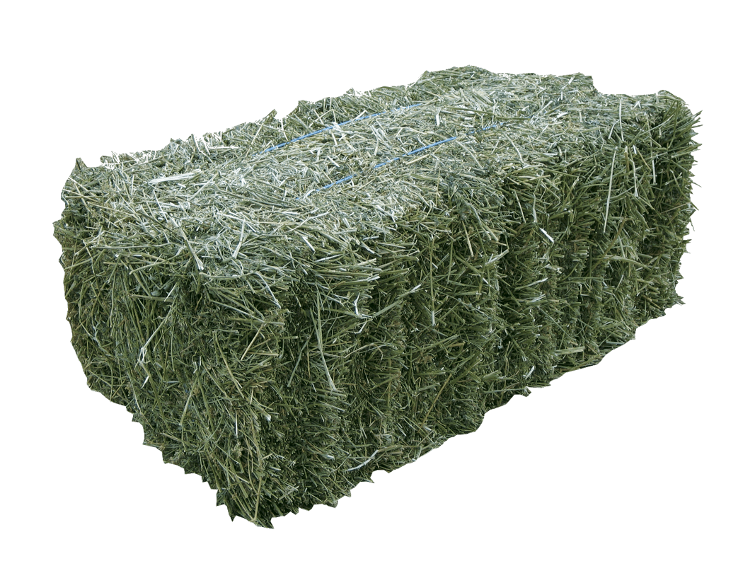 Green Square Alfalfa Hay Bales