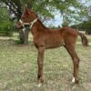 Hazel – The Spirited Brown Filly