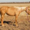Cinnamon – The Sweet Companion