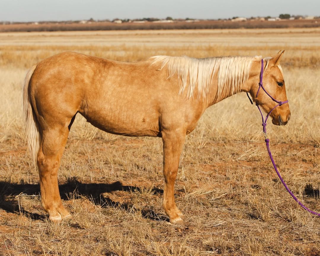 Cinnamon – The Sweet Companion