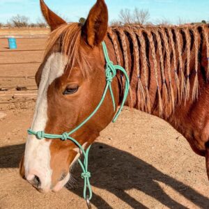 Mocha – The Stalwart Brown Gelding